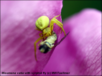 M. vatia with syrphid fly